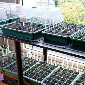 How a Mini Greenhouse Can Boost Your Seed and Seedling Success