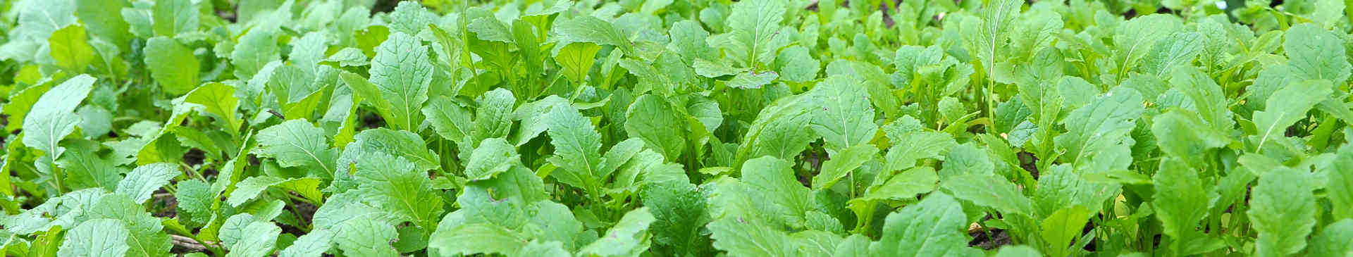 Biofumigation: An Organic Way of Reducing Soil-Borne Diseases