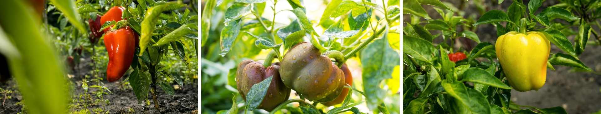 Capsicum- How to grow from seed