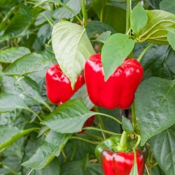 Capsicum- How to grow from seed