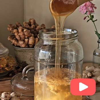 How To Make Ginger Bug Soda