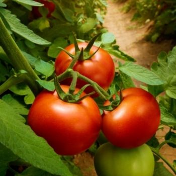 Tomato- How to grow from seed