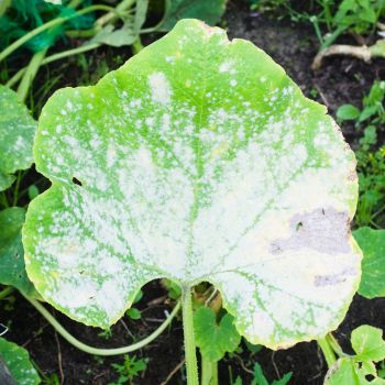 Bi-Carb of Soda: A Safe and Effective Fungicide for Powdery Mildew 