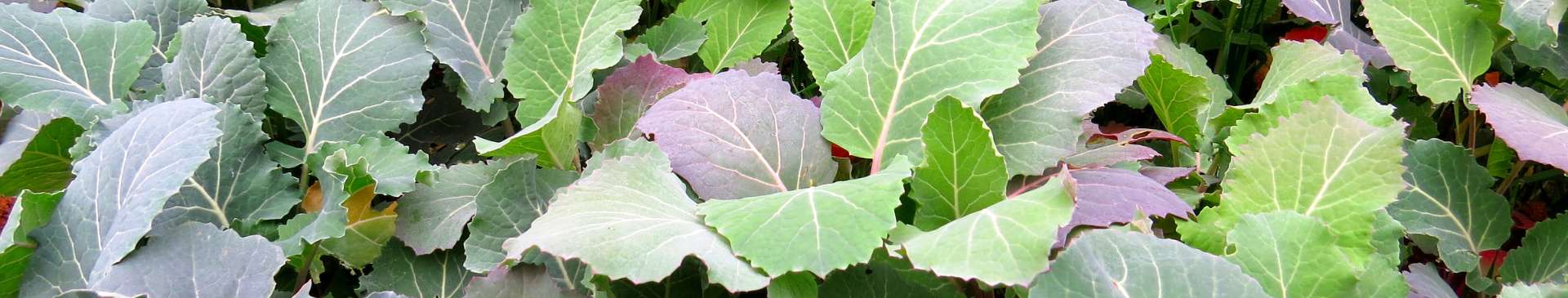 Cabbage Aphids: A Destructive Brassica Pest 