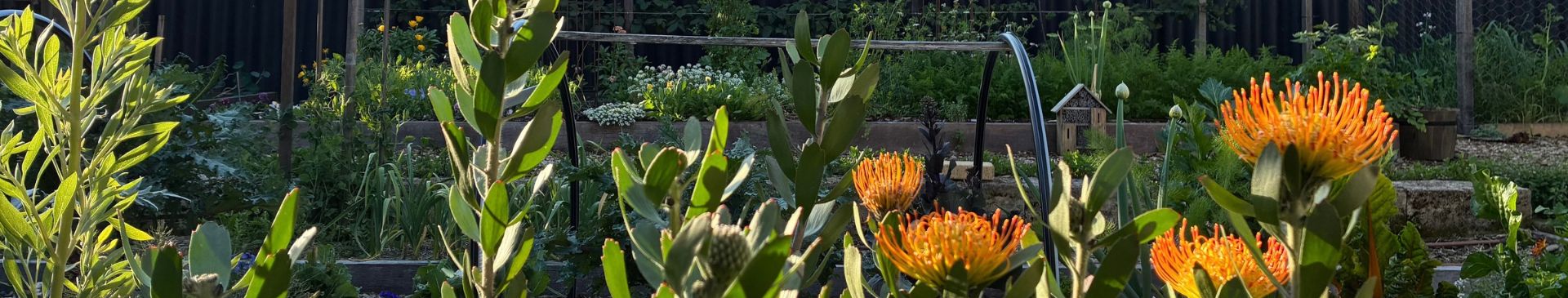 5 Simple Practices That Guide How I Garden