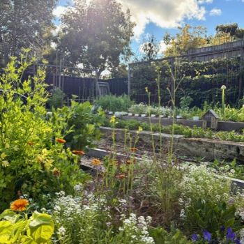 5 Simple Practices That Guide How I Garden