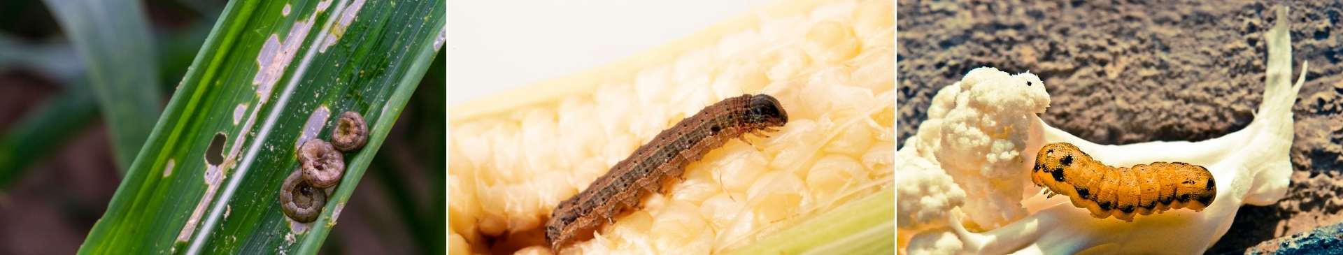 Armyworms: Preventing and Controlling Their Damage