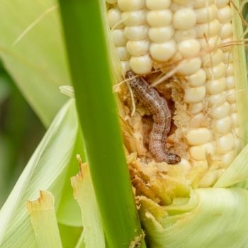 Armyworms: Preventing and Controlling Their Damage