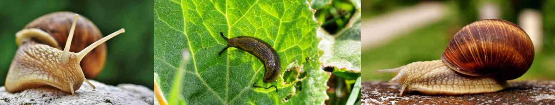 Environmentally Friendly Snail and Slug Control Using Copper Tape