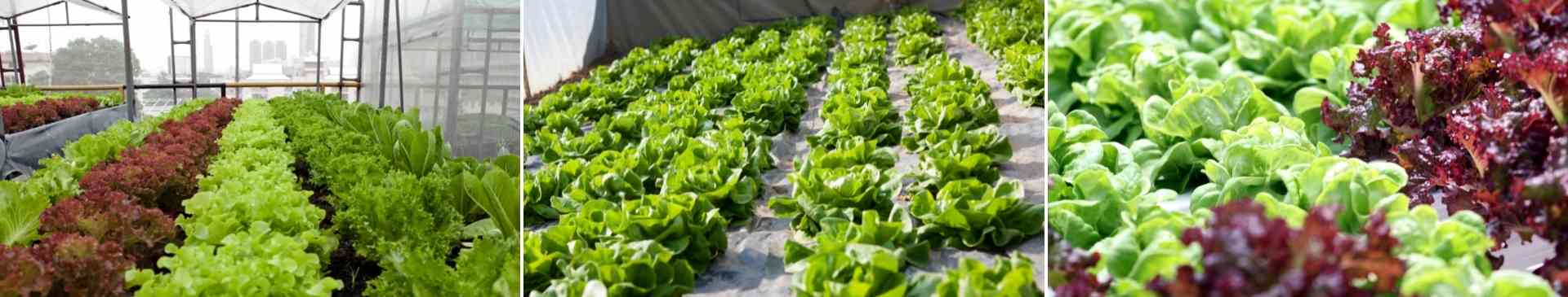 Lettuce- How to grow from seed
