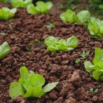 Lettuce- How to grow from seed