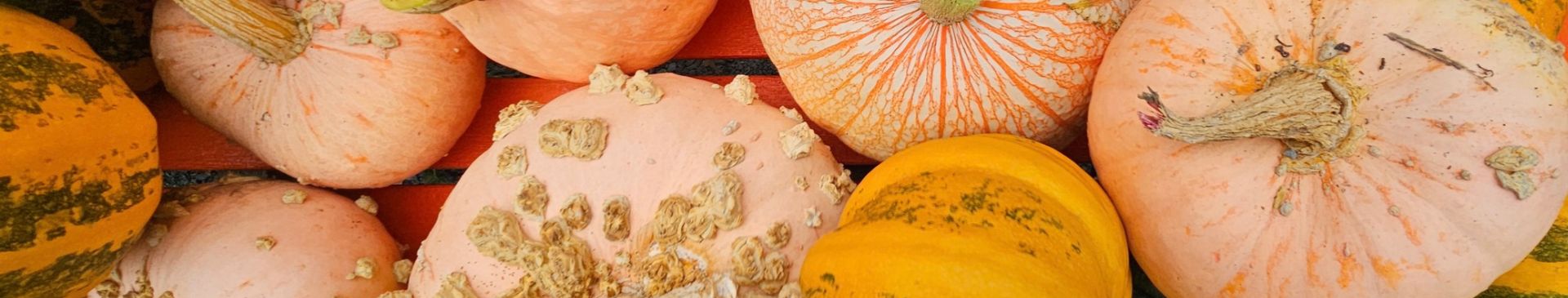 Let’s Talk About Cucurbits: Names, Species, Pollination & Seed Saving