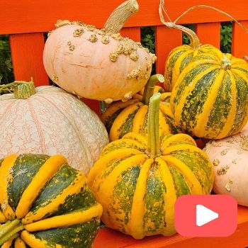 Let’s Talk About Cucurbits: Names, Species, Pollination & Seed Saving