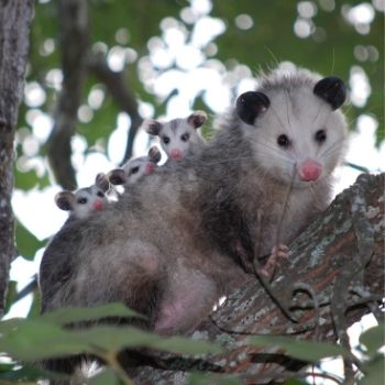 Possum Problems? How to Deter Them Without Causing Harm