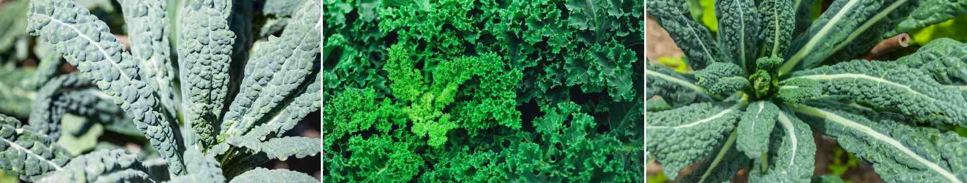 Kale: Much More Than a Superfood Cliche