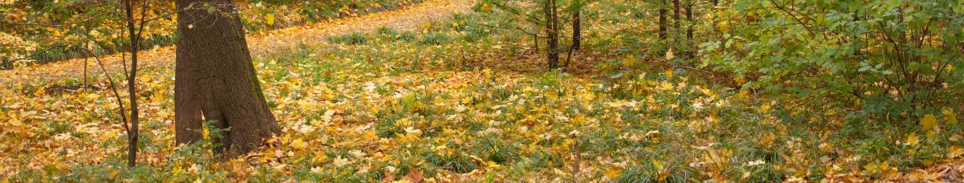 Garden Tips- May 2021