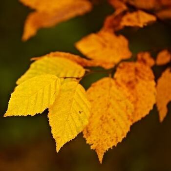 Garden Tips- May 2021