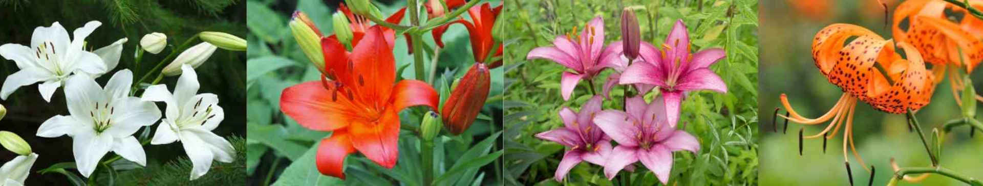 How to Grow Lilies