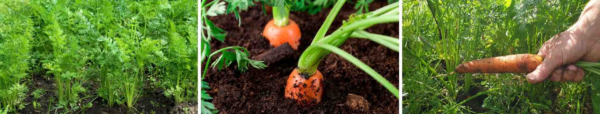 Carrot- How to Grow From Seed