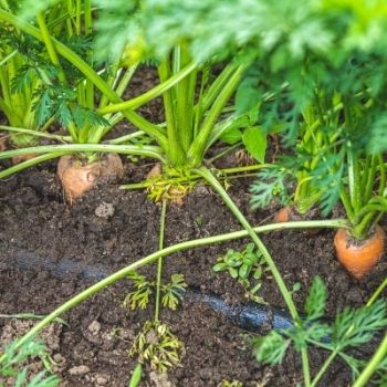 Carrot- How to Grow From Seed