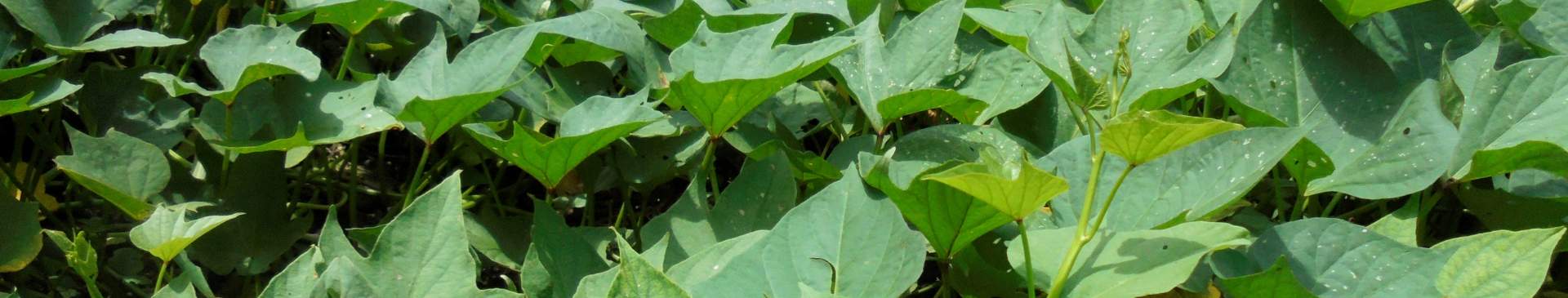 Cooking with Sweet Potato Leaves: A Nutritious Delight for Home Gardeners
