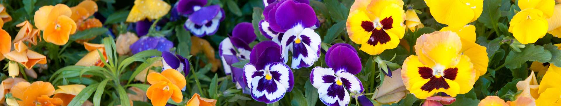 Add Colour to Your Winter Garden with Pansies and Violas