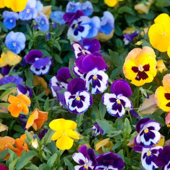 Add Colour to Your Winter Garden with Pansies and Violas