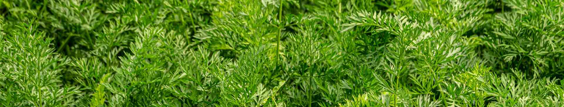 How to Make Carrot Top Pesto: From Waste to Wow