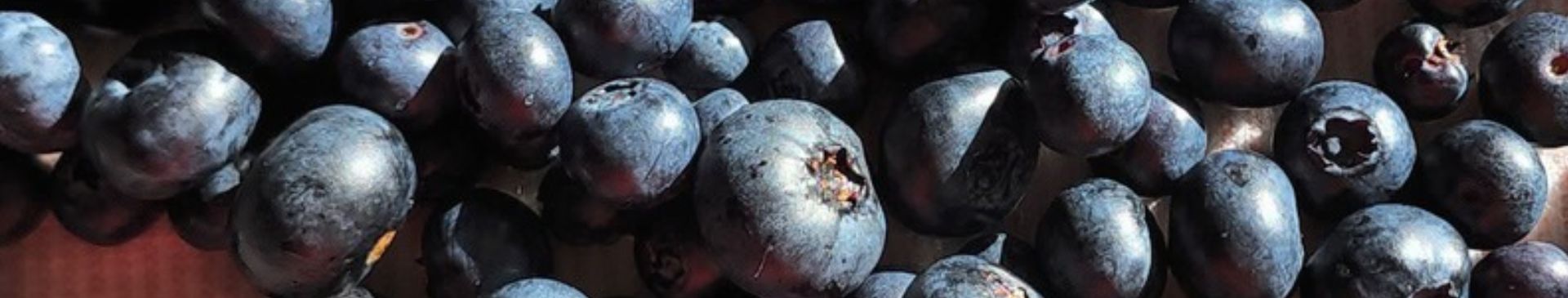 Growing Blueberries- Everything You Need To Know