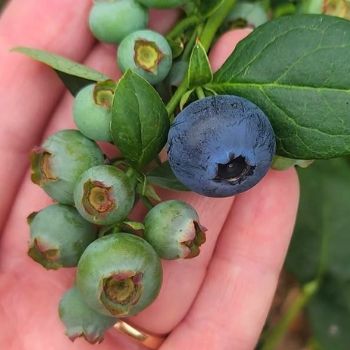 Growing Blueberries- Everything You Need To Know
