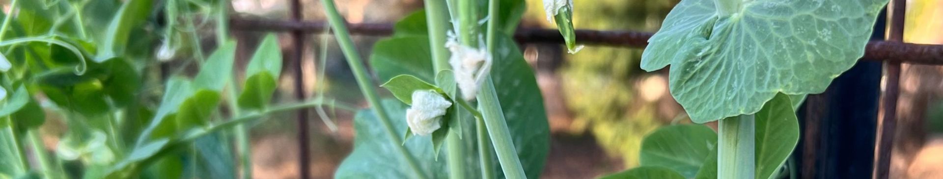 Growing Food On Arches