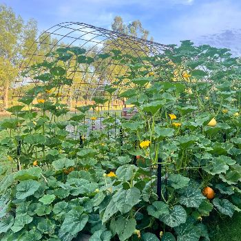 Growing Food On Arches