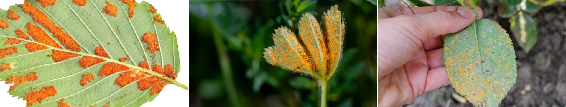 Rust Fungus: Controlling and Preventing Infection in the Garden