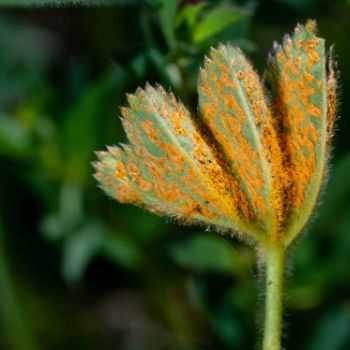 Rust Fungus: Controlling and Preventing Infection in the Garden