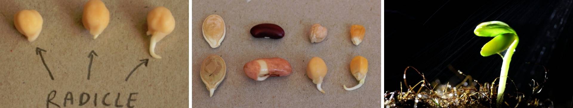 Do I need to orientate my seeds when sowing?