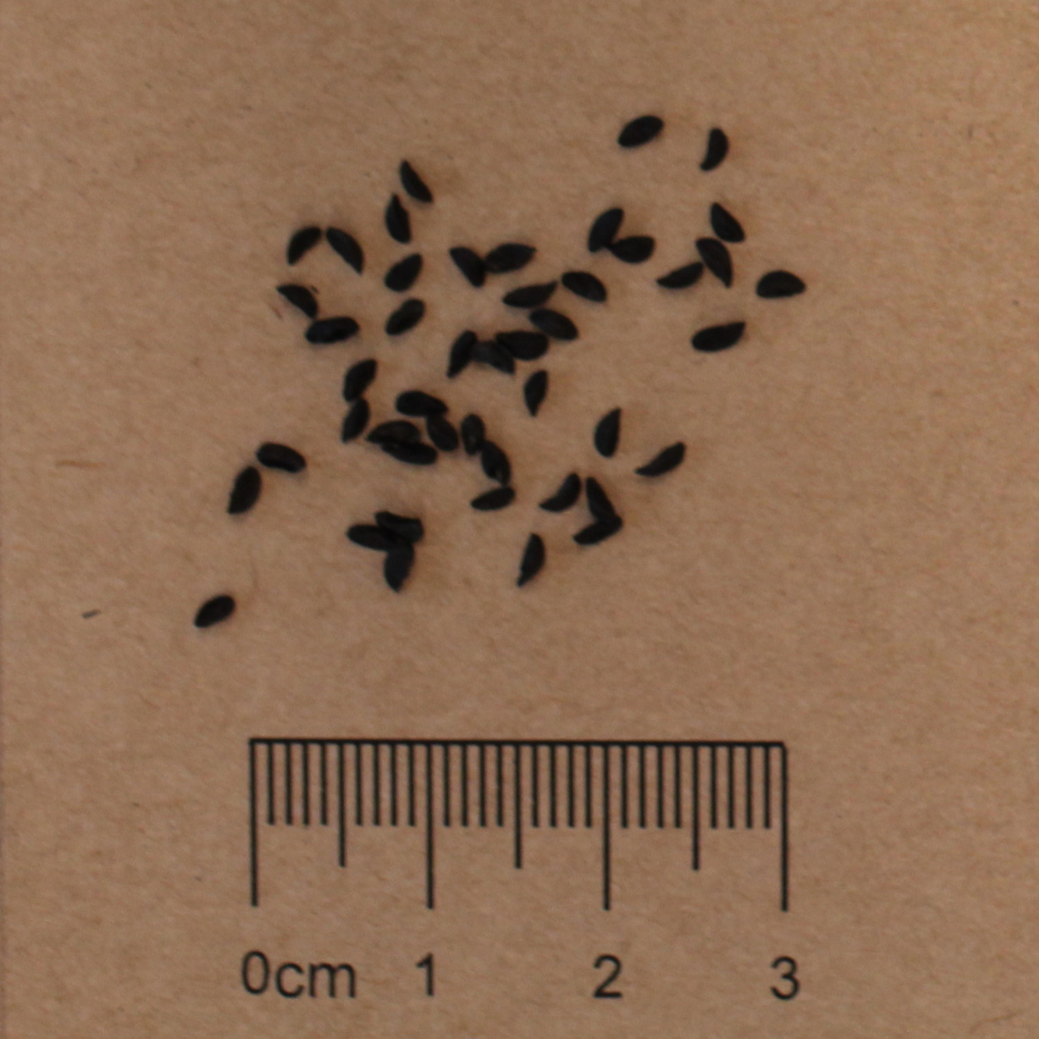 Chives (Allium schoenoprasum)