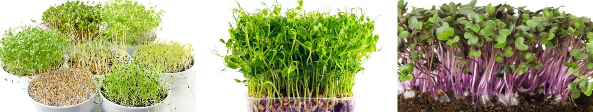 5 Reasons You Should Grow Microgreens for Your Kitchen 