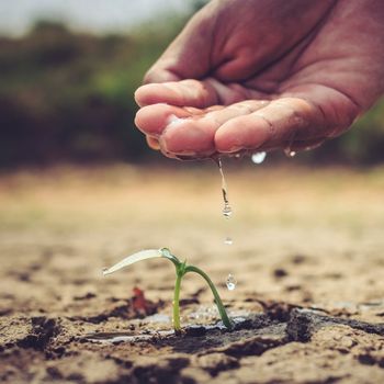 Hydrophobic Soil: Treatment and Prevention 