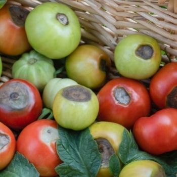 What is Blossom End Rot, and How Can You Cure It?