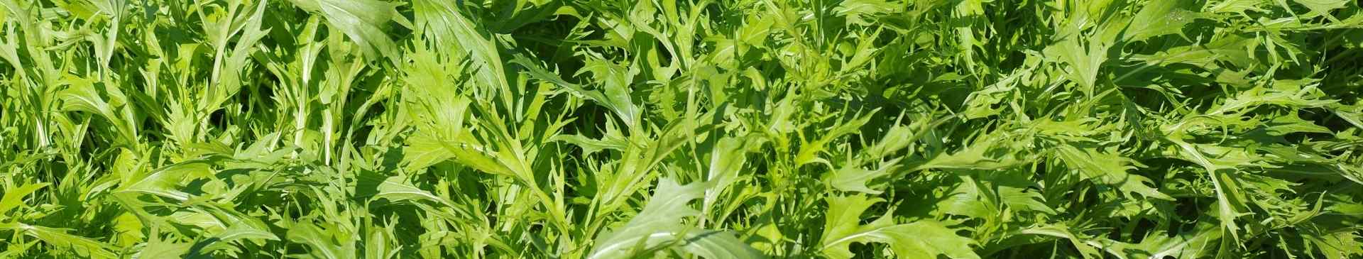Garden Tips- June 2021