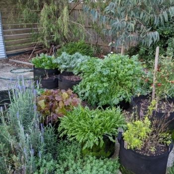 Garden Tips- June 2021