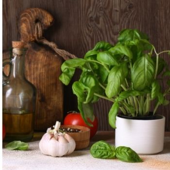 Basil: Garden tips and Kitchen ideas