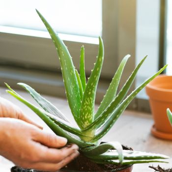 Watering Aloe Plants - Expert Tips