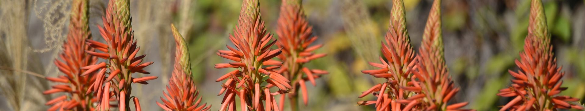 Growing Ornamental Aloes for Year-Round Colour and Interest