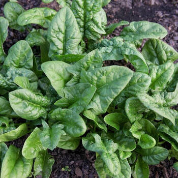 Spinach: The Original Superfood?