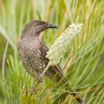How to Create a Garden That’s a Haven for Birds