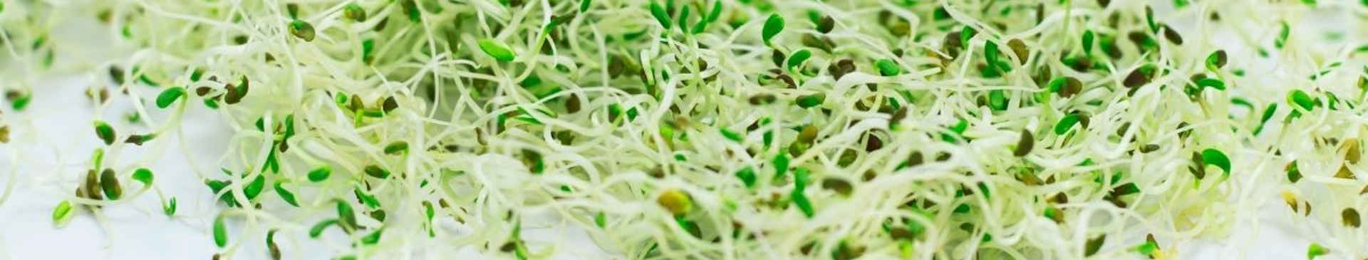 Sprouts: Tasty, Healthy, and Fun to Grow All Year Round