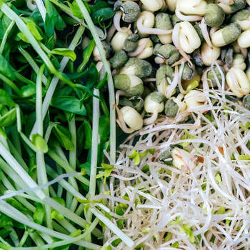 Sprouts: Tasty, Healthy, and Fun to Grow All Year Round
