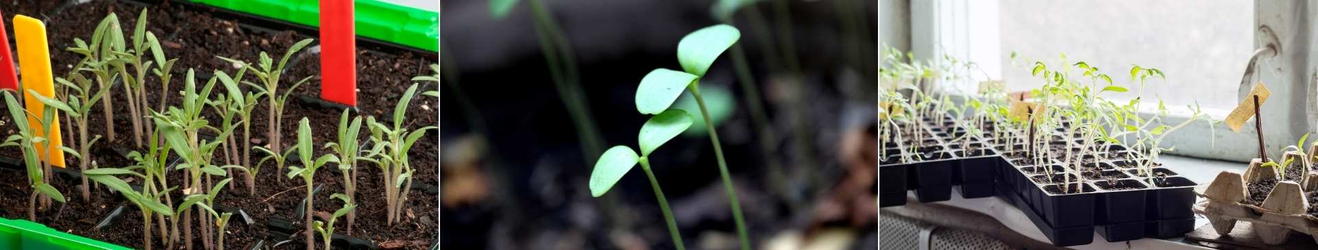 Leggy Seedlings