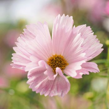 Add a Touch of Whimsy to Your Vase: A Guide to Growing Cosmos for Cut Flowers